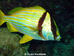 Porkfish by Ryan Marchese 